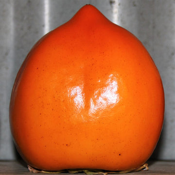 Macari